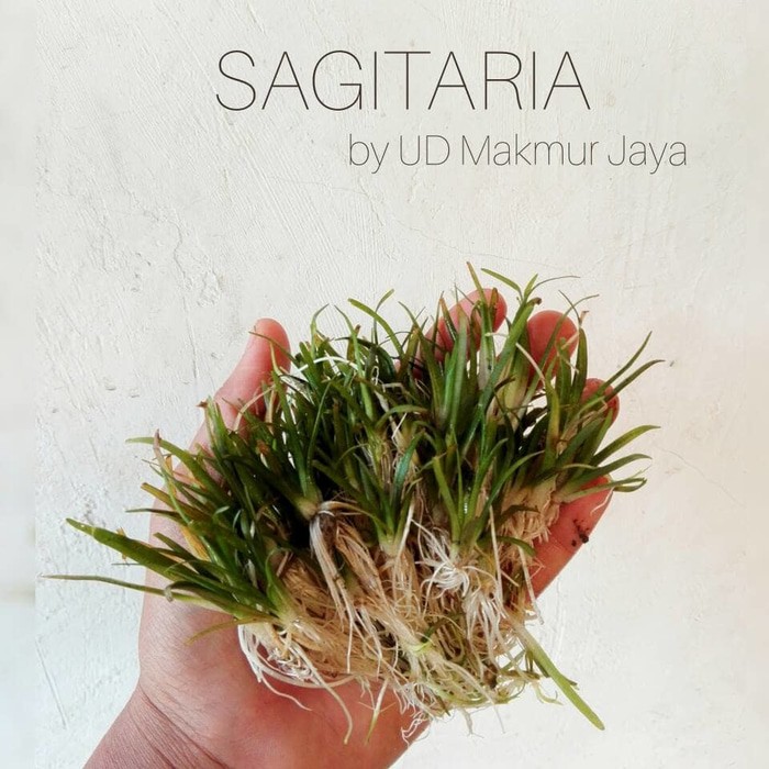 SAGITARIA AQUASCAPE  PLANT Shopee Indonesia