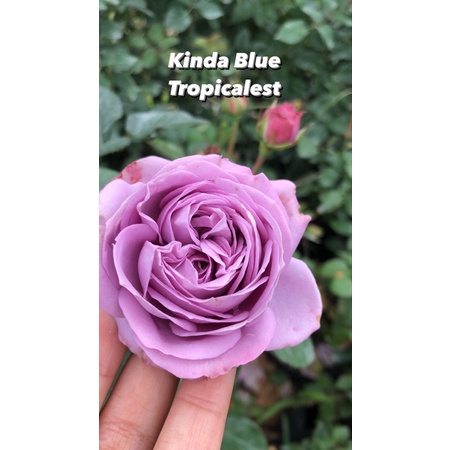 Mawar KINDA BLUE | MAWAR IMPORT