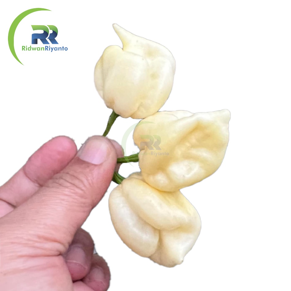 BIJI Benih Cabe CAROLINA REAPER WHITE Cabai Terpedas Nomor 1 di Dunia Versi Guinness World Record