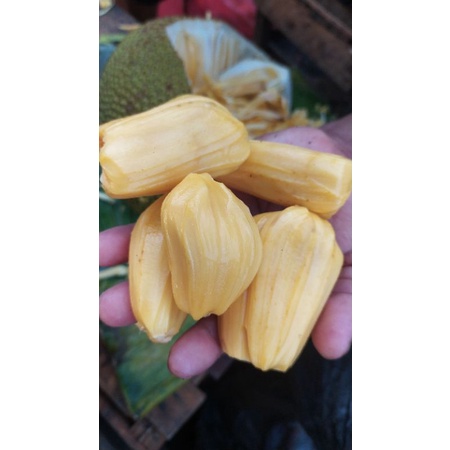 

nangka madu best seller