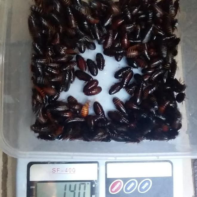 Kecoa Batu Kecoa Tanah Terkelak Menje Coro Ceremende