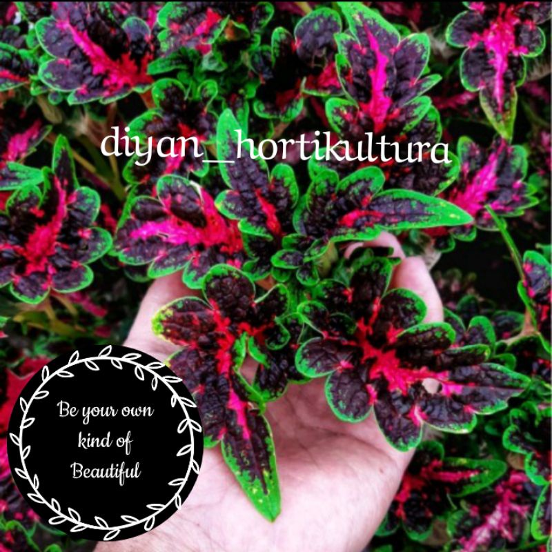 Bunga Miana Tanaman Hias Murah Miana Langka Bunga Miana