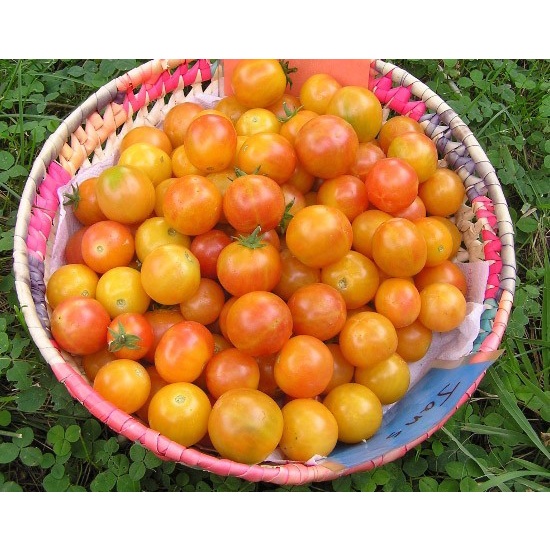 Bibit-Biji Tomat Cherry Bicolor (Haira Seed)