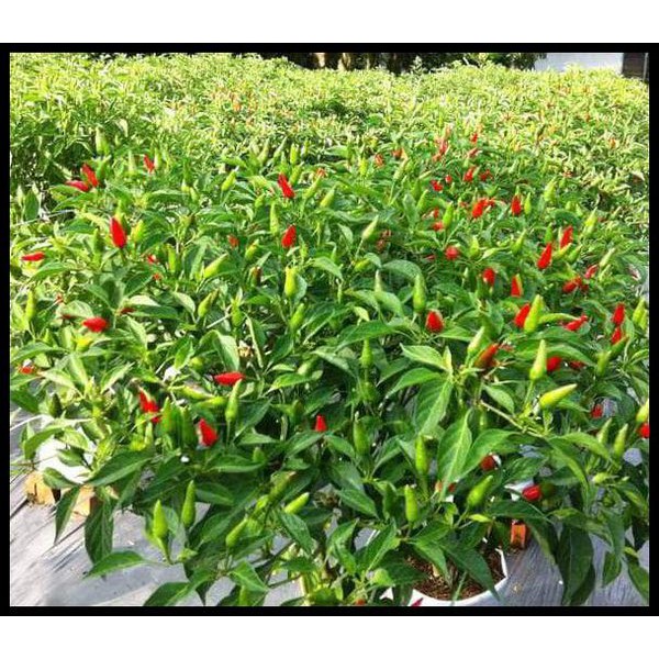 Bibit Benih Biji Cabe Rawit Hijau Pedas - Biji Tanaman Cabe Rawit Hijau - Bibit Cabe Rawit Hijau-COD
