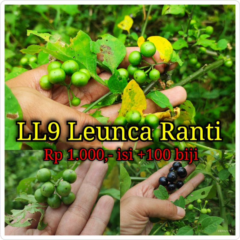 Biji Bibit Benih Tanaman Ranti Leunca 100 biji Seribu Rupiah Eceran murah-2