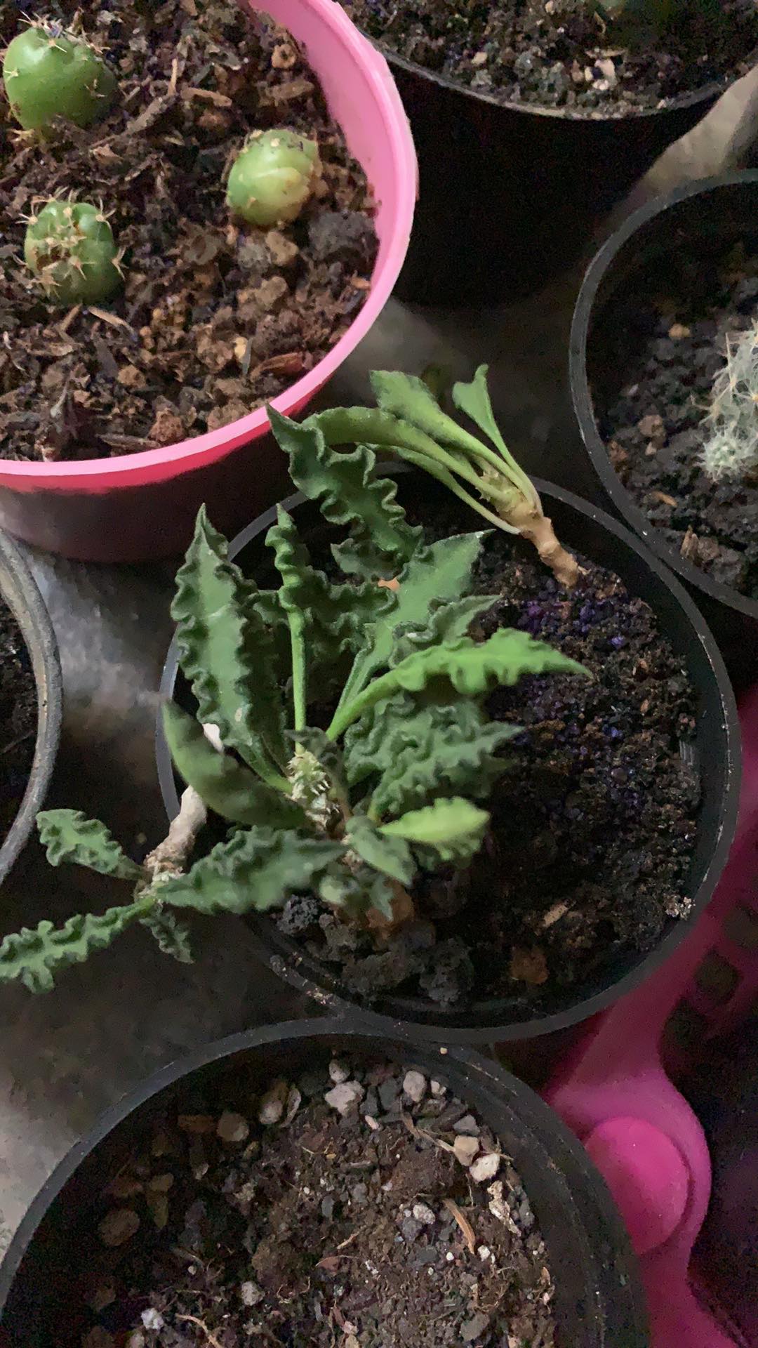 Tanaman Kaktus Dan Sekulen Euforbhia Decaryii