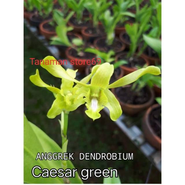 TANAMAN HIAS ANGGREK DENDROBIUM CAESAR GREEN / ANGGREK DENDROBIUM DEWASA