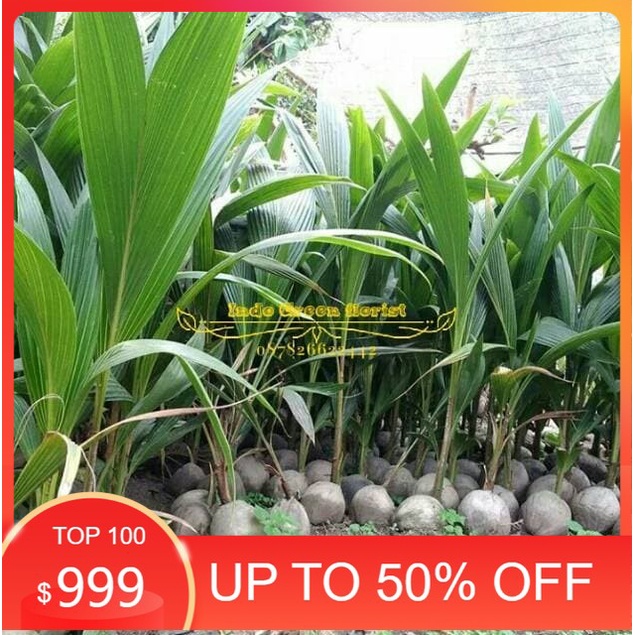 Bibit kelapa SALAK ,GENJAH,asli & termurah,UNIK