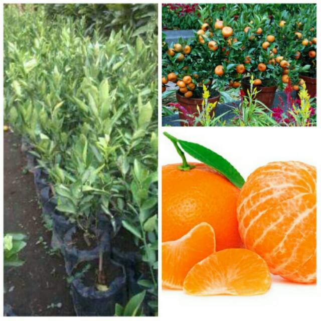 Bibit jeruk mandarin