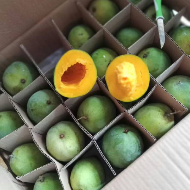 

mangga alpukat