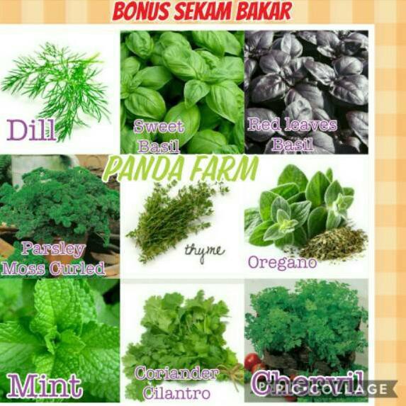 ◘ Paket Hemat 9 Macam Benih Herbs Mint Thyme Oregano Dill Basil Chervil Parsley Plus Bonus Sekam Bak
