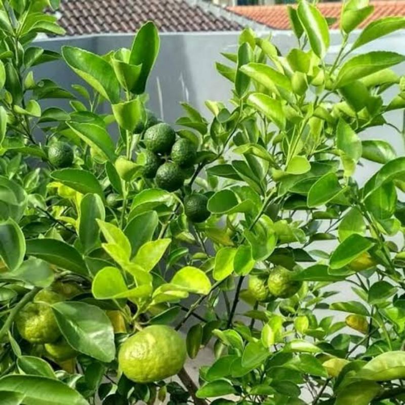 Bibit Jeruk Limau/Sambal Berkualitas-Bibit Jeruk Sambal