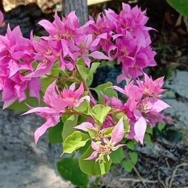 Bougenville Hawai pink batang original