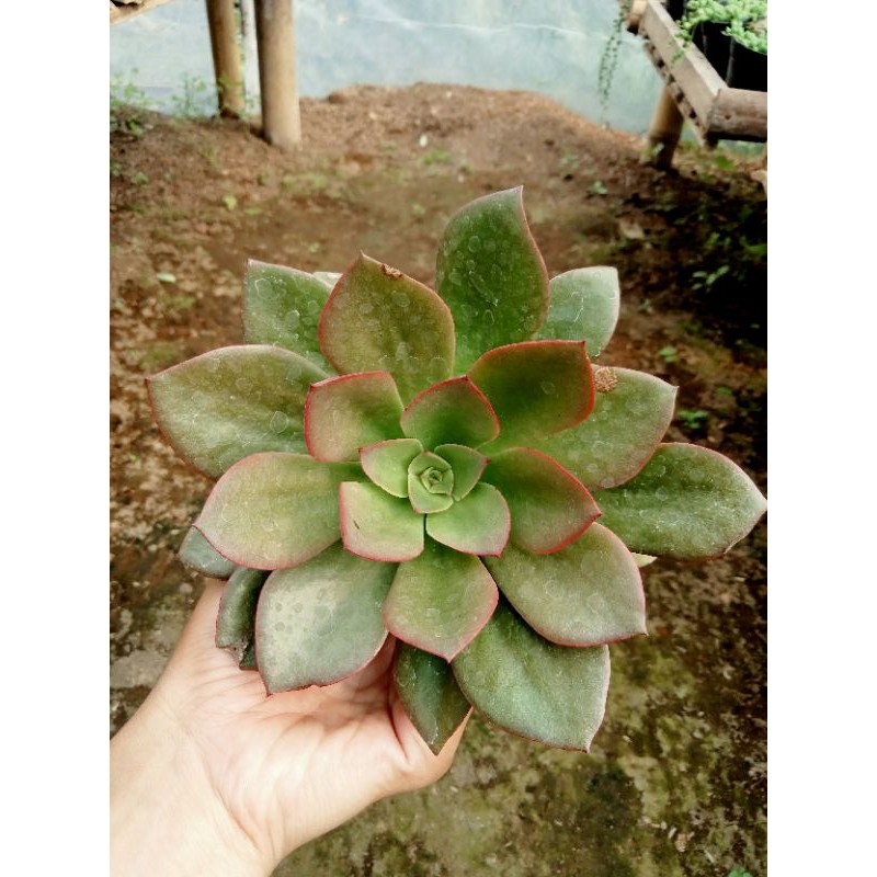 Sukulen Echeveria Metalica