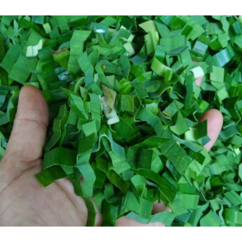 

daun pandan iris asli