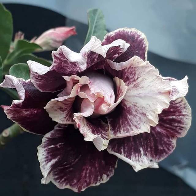 

Bibit murah bunga Kamboja Jepang Adenium greyy