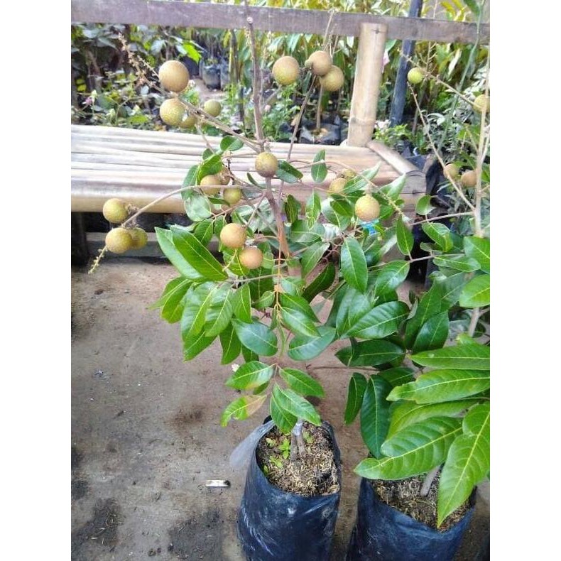 DM2018 BIBIT KELENGKENG MATALADA, SEDANG BERBUNGA, BERBUAH, MURAH $_$