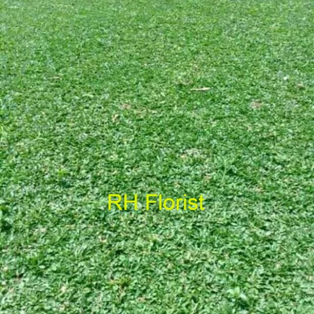 Rumput gajah mini ( 1meter)
