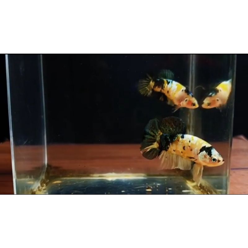 yellow koi cooper gold 1pair