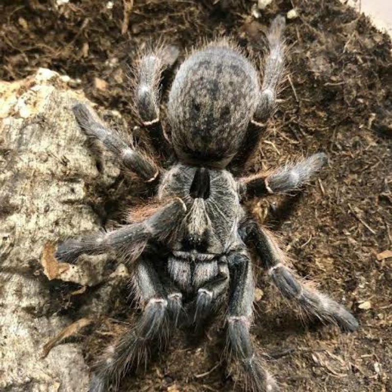 Ceratogyrus darlingi sling spiderling tarantula mainan
