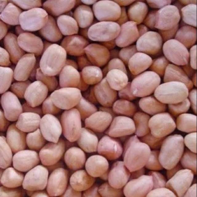 

Kacang tanah