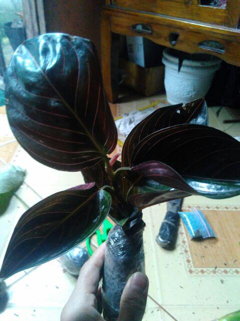 Promo Aglaonema Rotundum Aceh Asli - Aglonema