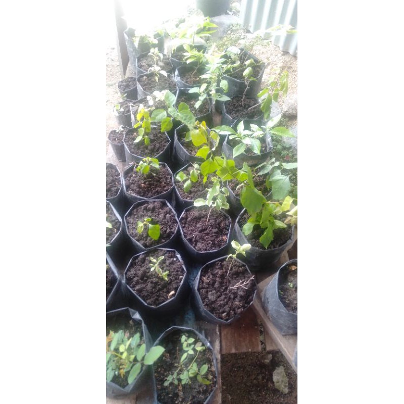 

Bunga kertas/Bougainville