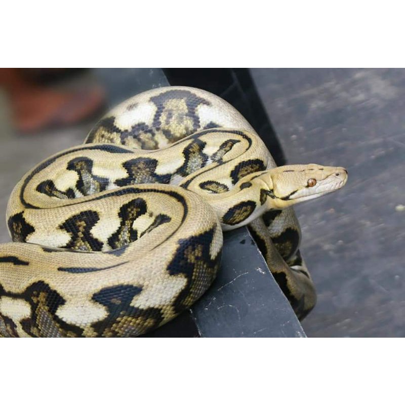 Retic Tiger Jumbo Cerah