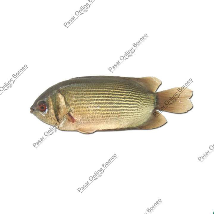 

Ikan Segar Biawan 1 Kg Fresh