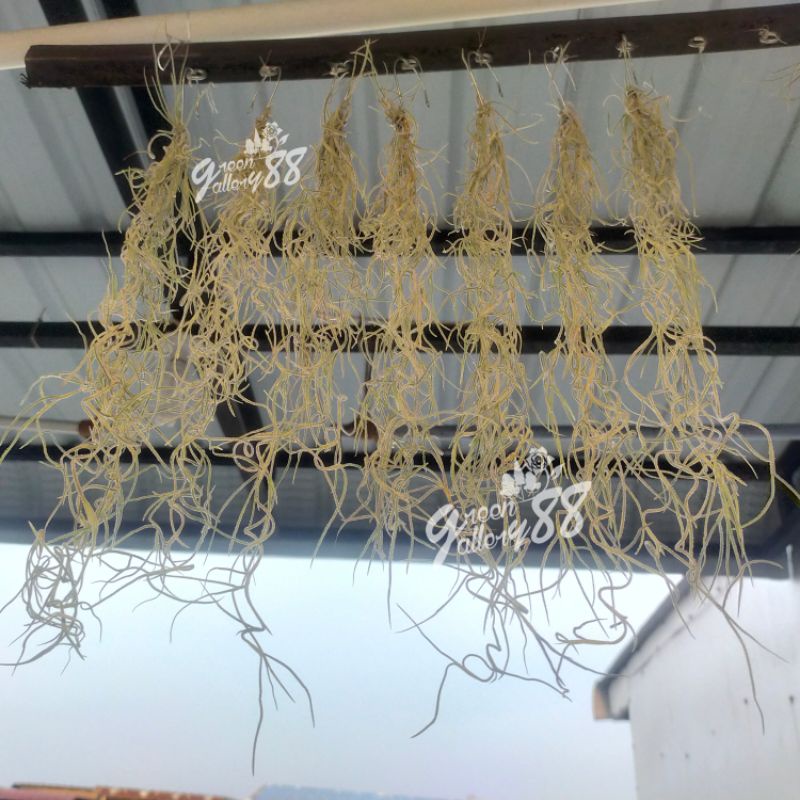 Tanaman Janggut Musa