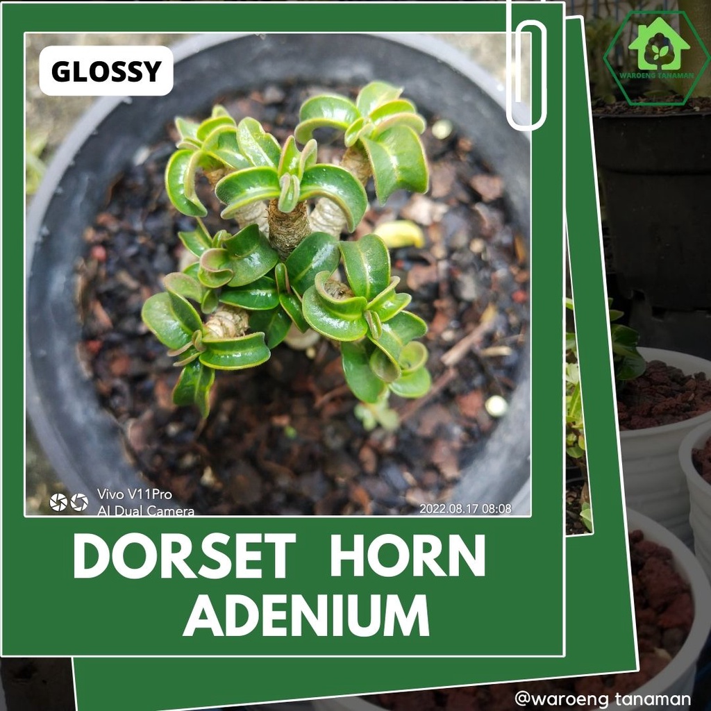 Adenium Dha Glossy Asli Import