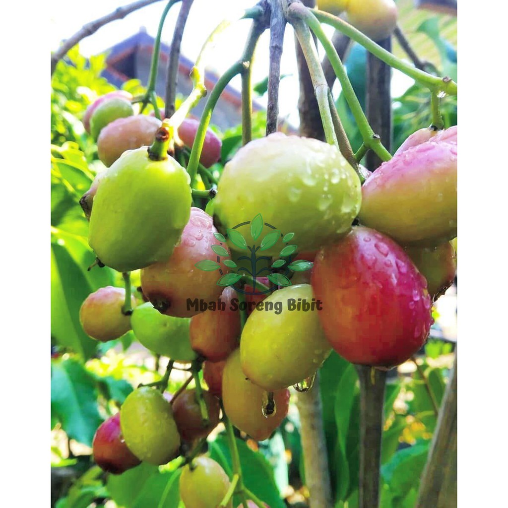 Bibit Juwet Putih - Jamblang - Duwet Putih