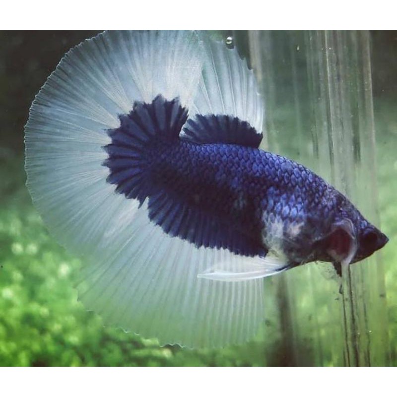 ikan cupang halfmoon blue white