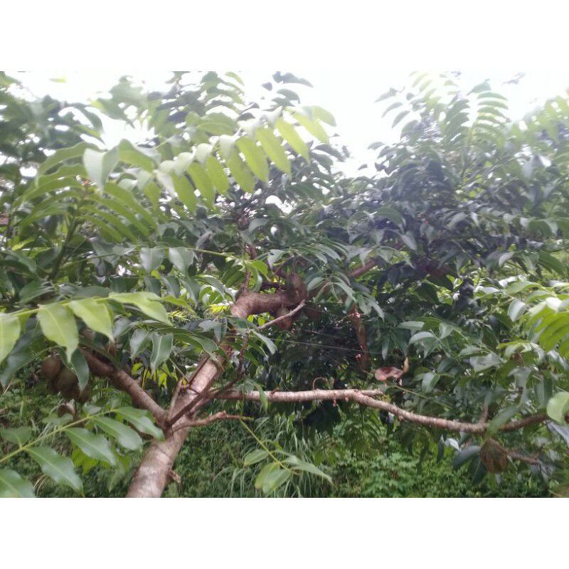 

DAUN KEDONDONG SEGAR