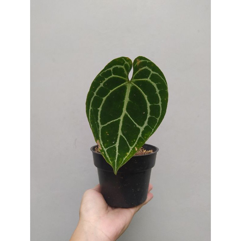 Anthurium Crystallinum Dark Form Hybrid / Kuping Gajah Hybrid