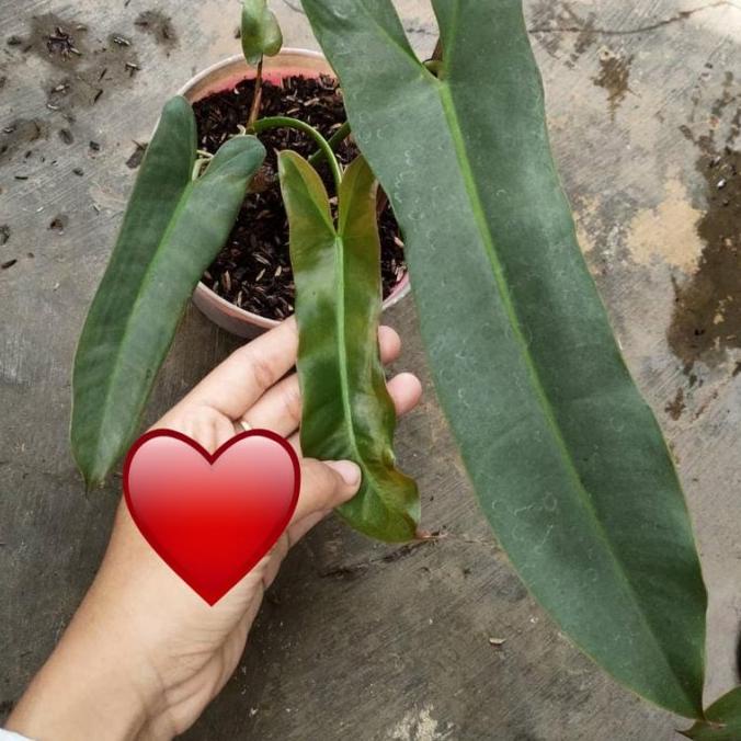 {{{{}}] Philodendron Atabapoense