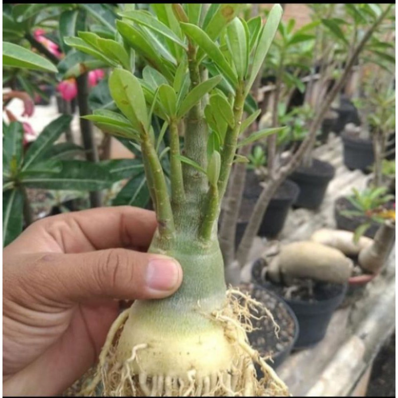 Tanaman hias bonsai adenium bonggol besar