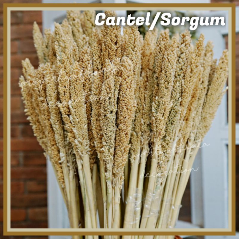 CANTEL SORGUM DRIED FLOWER / BUNGA KERING RUSTIK / BUKET BUNGA / RUSTIK