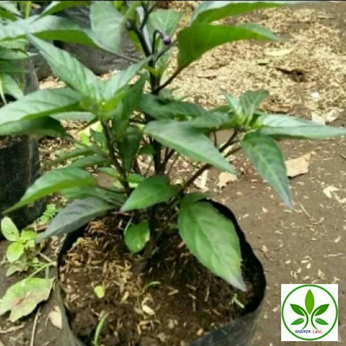 Bibit Buah Cabai Rawit Ungu/Pohon Buah Cabe Rawit Ungu/Berbuah