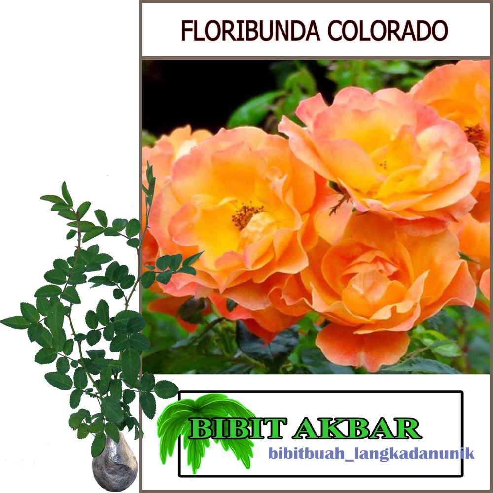 Mawar Floribunda Orange Colorado