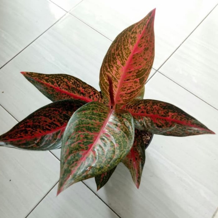 tanaman hias aglonema tiara/ aglonema tiara remaja