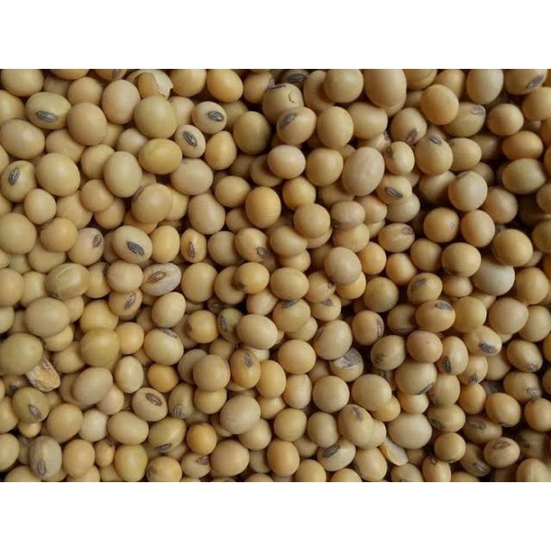 

1 KG KACANG KEDELAI BUAT TEMPE DAN SUSU KEDELAI