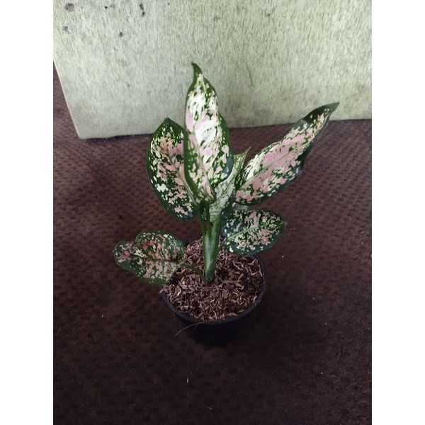 Aglaonema tri color
