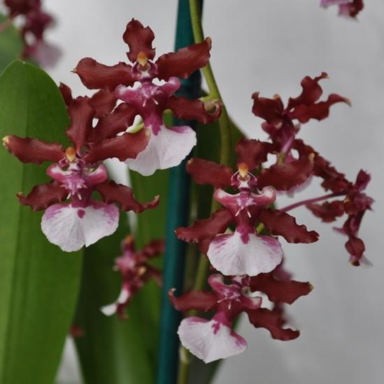 Oncidium Sharry Baby "Sweet Fragrance"
