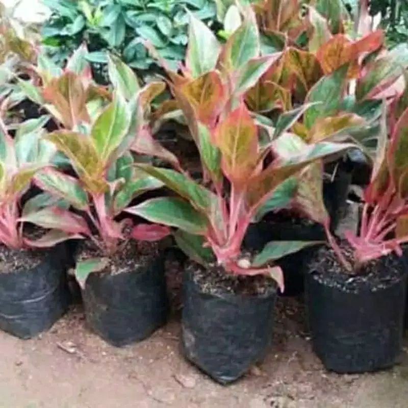  Tanaman  Hias  Aglonema Lipstik  Merah  Shopee Indonesia