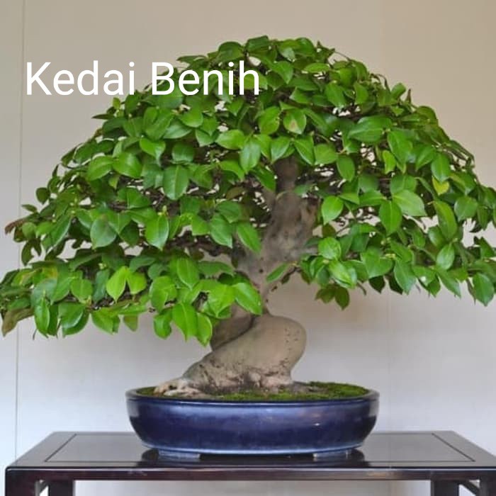 Jual Kedai Benih Biji Bonsai Beringin Ringin Waringin Java Weeping