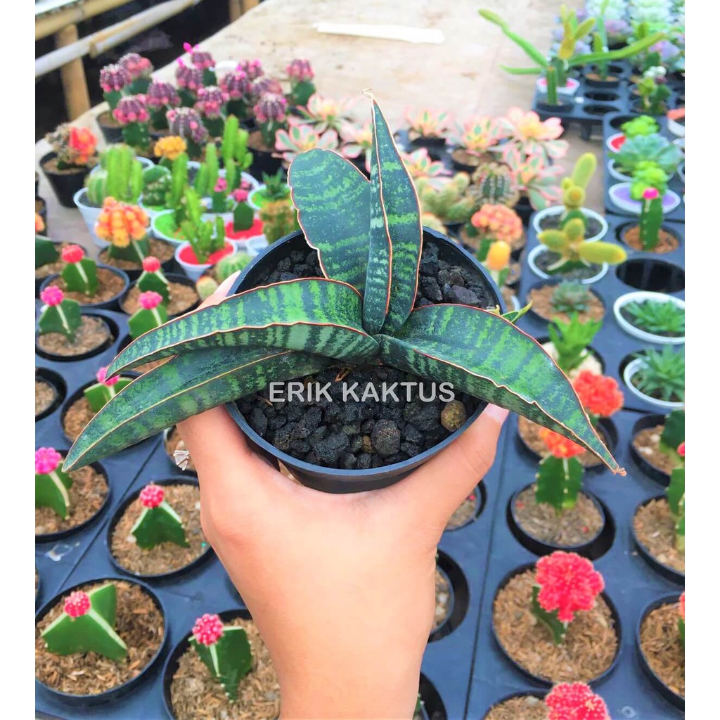 Sansevieria Kuku Bima - Bonus Pot