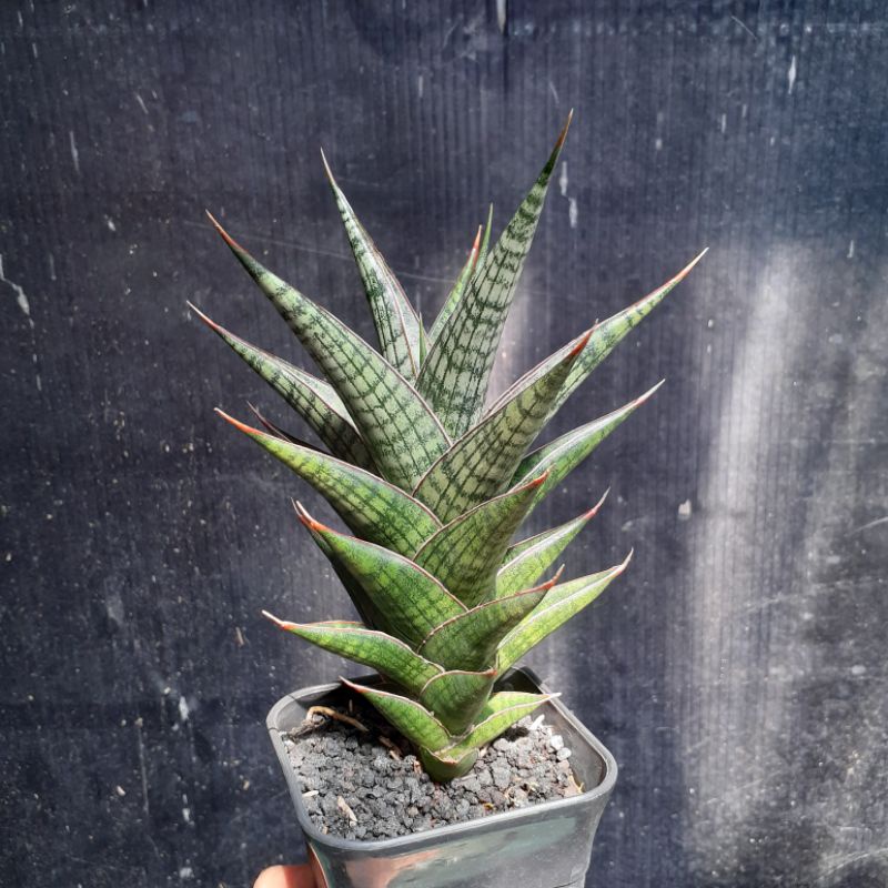 sansevieria hybrid Cordova x donsi