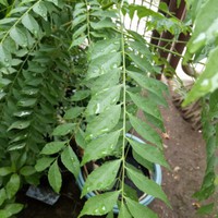 

DAUN KARE no pestisida