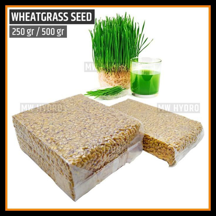 Benih Wheat Grass / Wheatgrass Seed / Biji Rumput Gandum - 500 Gram